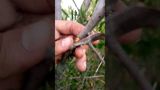 Trees grafting satisfying  easy Techniques [upl. by Eleira]