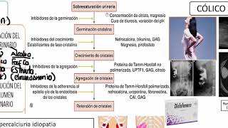 3 UROLITIASIS 1 [upl. by Pratte]