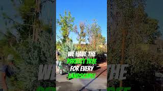 Plant Shade Trees Evergreens Conifers This Fall trees plantatree [upl. by Almat]