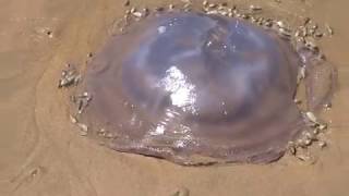 Sea Snails Eating Jellyfish at Hersham Beach South Africa [upl. by Martens240]