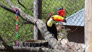 Zoo Insider  Toco Toucan Visit [upl. by Raychel]