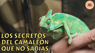 Los Secretos del Camaleón que No Sabías [upl. by Alinna]