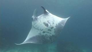 Manta Point Bali [upl. by Rhynd]