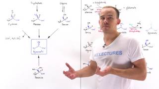 Metabolism of Amino Acids to Pyruvate [upl. by Karame140]