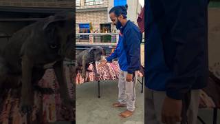 Cane corso training 👺🥰 dogbreeds pets dogoargentino shorts trending youtube alphathedogo [upl. by Eellac988]