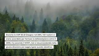 Il WWF lancia lallarme le foreste vanno salvate [upl. by Munshi74]