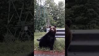 Mama bear with baby bears waving at people [upl. by Carnahan]