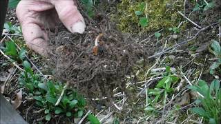 How To Plant Astilbe Flower Roots Astilbe Flowers [upl. by Greiner]