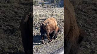 Those Yellowstone bison are VERY impressive [upl. by Kono]