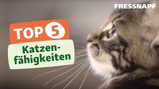 Besondere Fähigkeiten Fünf Dinge die Katzen besser können als Menschen [upl. by Noskcire]