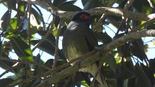 Figbird at a local park [upl. by Haerle]