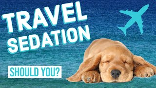 Should You Sedate Your Pet Before Traveling [upl. by Enovi228]