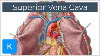 Superior Vena Cava Cardiovascular System  Human Anatomy  Kenhub [upl. by Napas380]