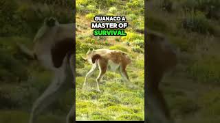 Wild GUANACO Running for Survival [upl. by Oakie]