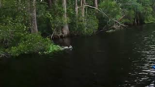 Hitting the Northwest River on the North Carolina side for summer bass [upl. by Gerri]