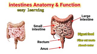 Intestine anatomy amp functionEasy learning video  anatomy of the large intestine [upl. by Adaval]