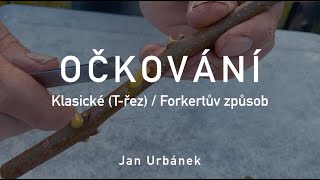 OČKOVÁNÍ – klasické Třez  Forkertův způsob [upl. by Aitercal]