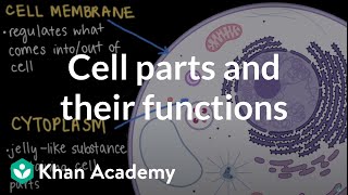 Cell parts and their functions  Cells and organisms  Middle school biology  Khan Academy [upl. by Reteid]