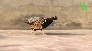 Kala Teetar Partridge Sound Black Partridge in PakistanBirds [upl. by Latta]