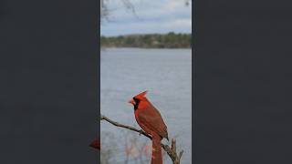 Burung Cardinalsi jambul merah birds cardinal redcardinal [upl. by Notlef]