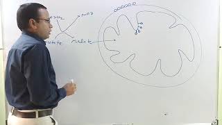 Electron Shuttle System in Cellular Respiration MalateAspartate and GlycerolPhosphate [upl. by Conners337]