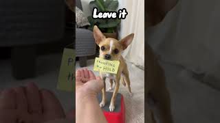 Epic the Chihuahua learning to hold a post it  Chihuahua Dog Training Tricks [upl. by Stover]