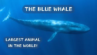 Largest Animal in the World The Blue Whale [upl. by Enineg481]