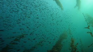 Scuba Dive the Kelp Forest of Casino Point Catalina Island California [upl. by Nolrah356]