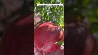 Harvesting pomegranate from tree in home garden in USA [upl. by Bondie]