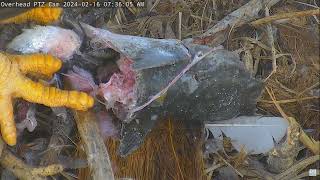 Captiva Eagle Cam 16022024 0724 😢 [upl. by Ariahs]