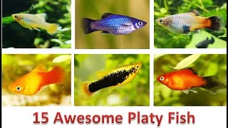 15 Awesome Platy Fish Types [upl. by Giliana]