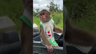 Super funny  CUTIS discovers new job😄cutis monkey shortvideo [upl. by Sapienza]