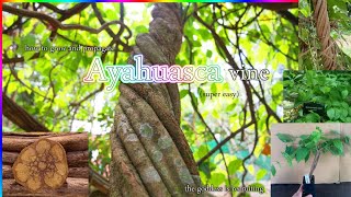 How to make Ayahuasca [upl. by Misha]