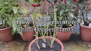 Overwintering Chilli Pepper Plants Growing The Same Chilli Plant For Two Years [upl. by Patt]