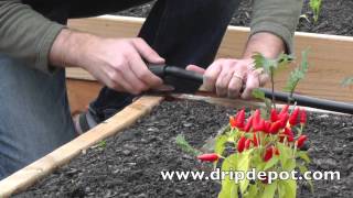 How Setup a Drip Irrigation System for Raised Beds [upl. by Leotie993]