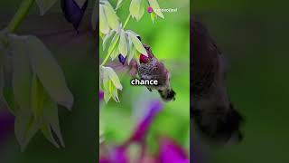 Découvrez le fascinant Colibri Circé en 60 secondes [upl. by Gwennie377]