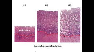 SVT 2nde  structure histologique de lutérus [upl. by Tseng]