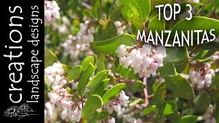 Top 3 Manzanitas To Try In Your Garden  California Native Plants [upl. by Uhej600]