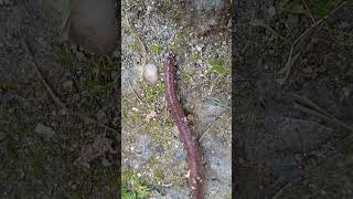 earthworm giun đất ミミズ lumbricus terrestris केंचुआ 지렁이 cacing tanah [upl. by Notsirhc]