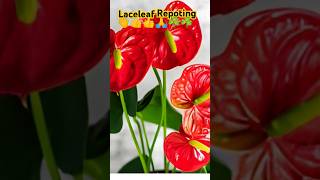 Laceleaf repoting [upl. by Thorndike470]