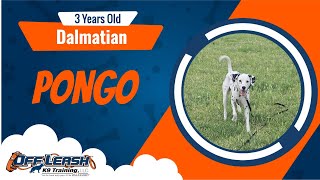 Best Dalmatian Dog Training  Pongo  Dog Training in London [upl. by Eednil110]