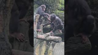 ChimpanzeePan troglodytesTaipei Zoo [upl. by Laeahcim]