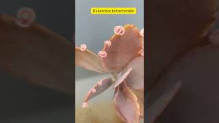 kalanchoe fedtschenkoi kalanchoeplant propagation shortsfeed youtubeshorts [upl. by Yanehc]