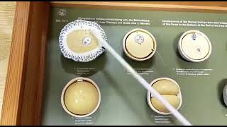 Complete Overview of Models of General Embryology  1st year Mbbs Viva Ospe [upl. by Naujat]