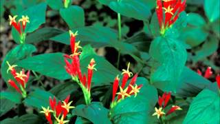 Top 20 Native Hummingbird Plants [upl. by Irpac]