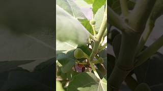 Fig plant growing DIY gardening ideas fig plant growth organic [upl. by Jacoby]