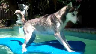 Mishka the Husky goes for a swim [upl. by Maisey]