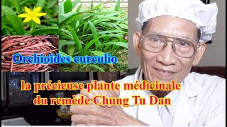 Orchioïdes curculio  la précieuse plante médicinale du remède Chung Tu Dan l OngNoiCuaChau [upl. by Sedgewake]