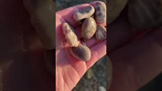 Petoskey stones by the handful nature rocks rockhounding [upl. by Mohn]