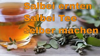 Salbei ernten  Salbei Tee selber machen [upl. by Dagmar]